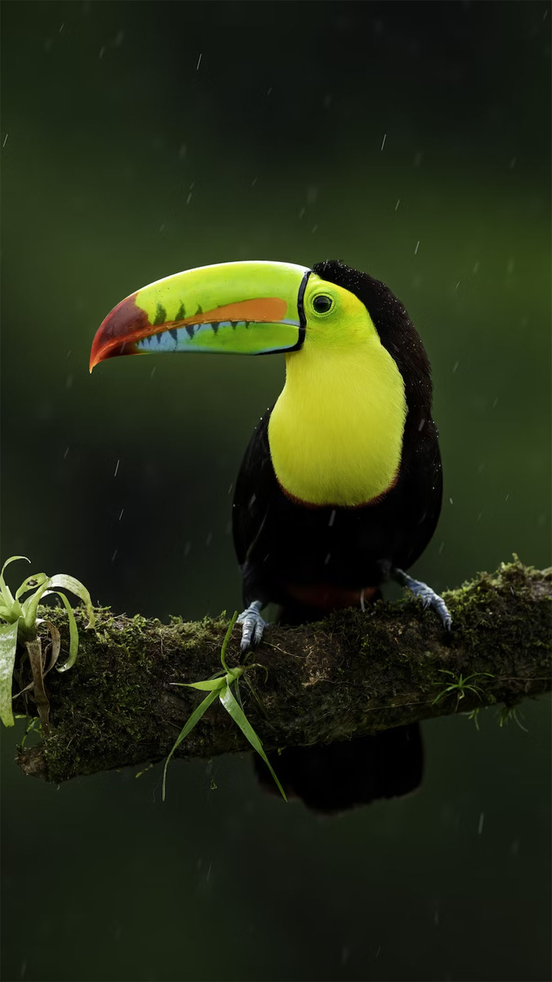 Toucan Bird