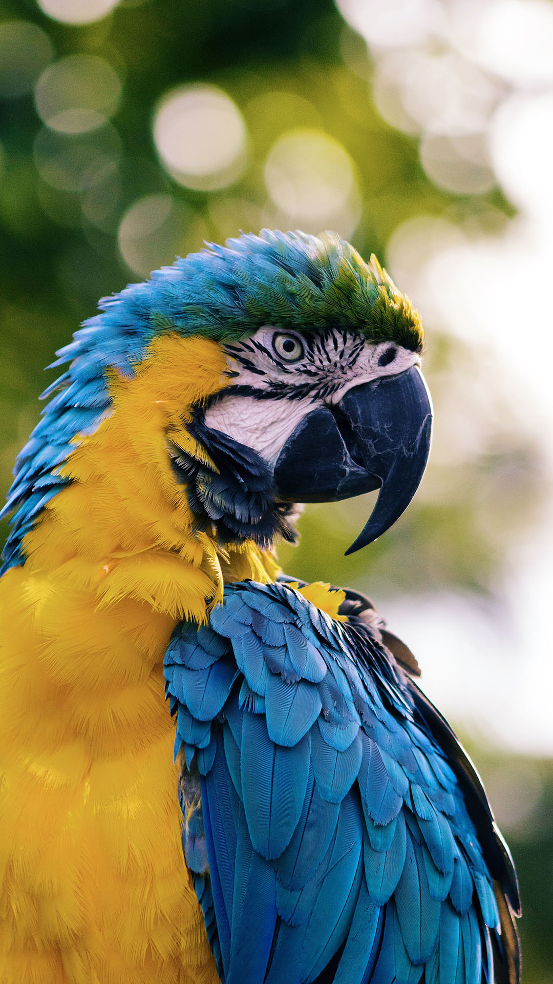 Macaw Parrot