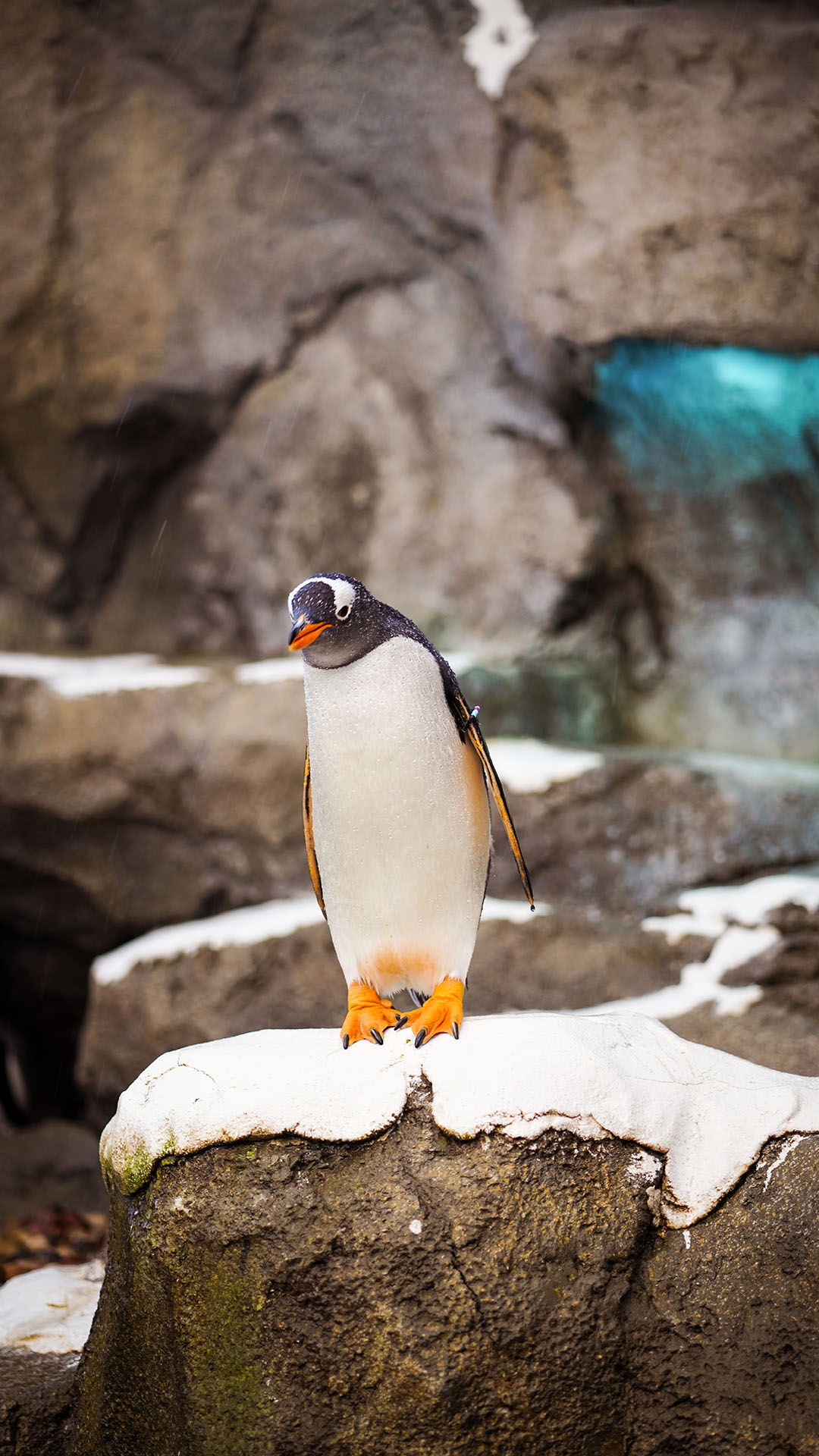 Penguin On Rock